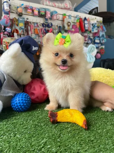 Spitz alemão machinho mini 