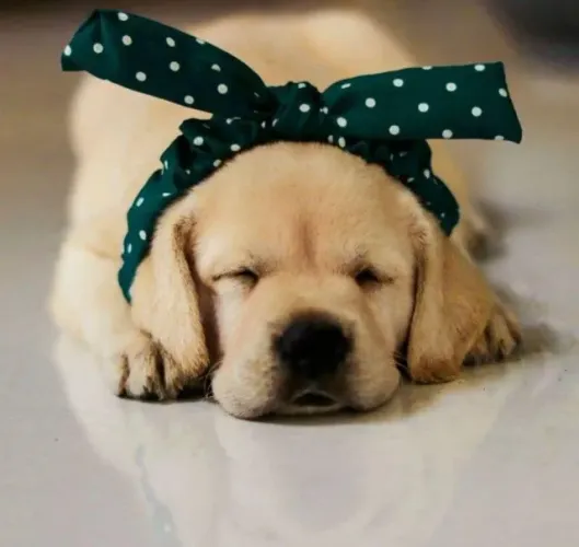 Labrador Carinho que se espalha pela rotina