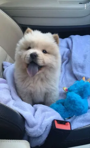 Filhote Chowchow macho