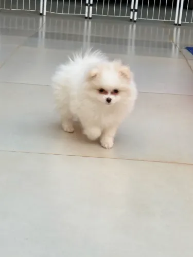 Lulu da Pomerania já vacinado é vermifugada uma. Fêmea é um Macho