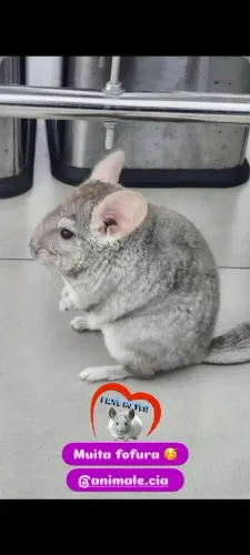 Chinchila 8 meses