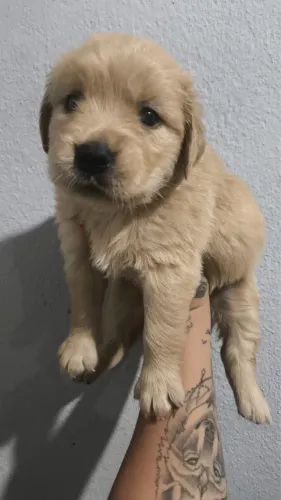 Golden Retriever filhotes prontos para novo lar