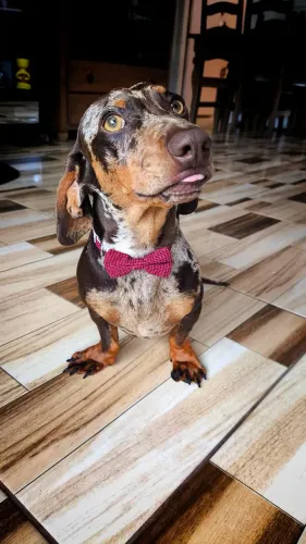 Dacshund procurando namorada