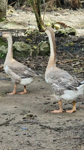 Casal de ganso 