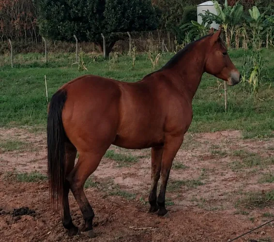 Égua Quarto de Milha - 5.500,00