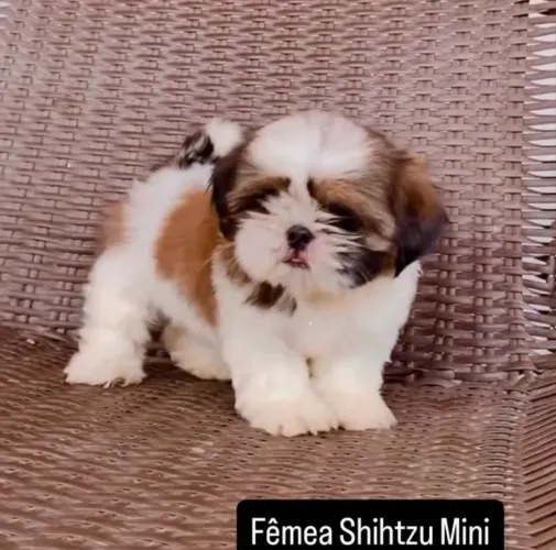 Shihtzu fêmea com pedigree , linhagem Mini