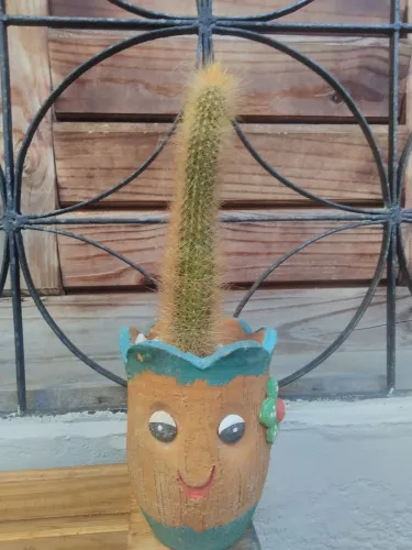 Cacto de coleção