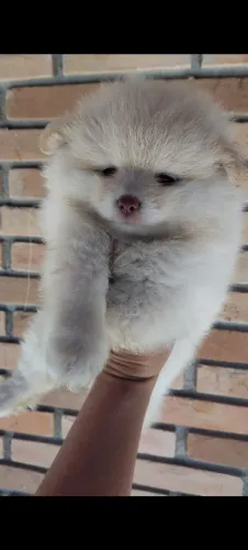 Spitz alemão machinho lindo