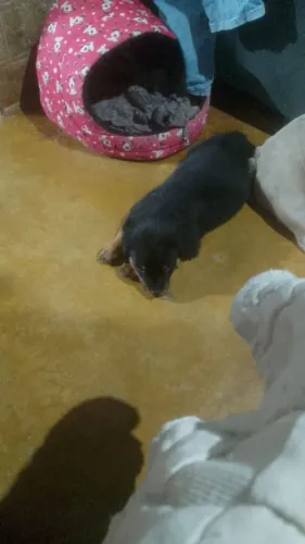 Rottweiler filhote macho