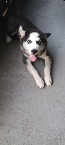 Lindo husky siberiano