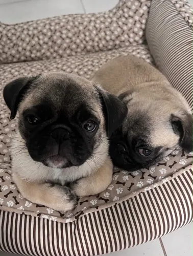 Pug Filhote