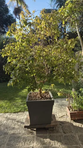 Jabuticabeira enxertada produzindo