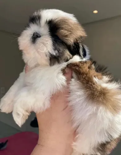 Fêmea shih tzu micro