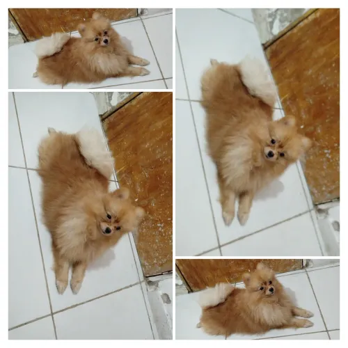 Lulu 