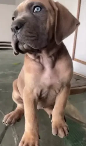 Filhotes de cane corso