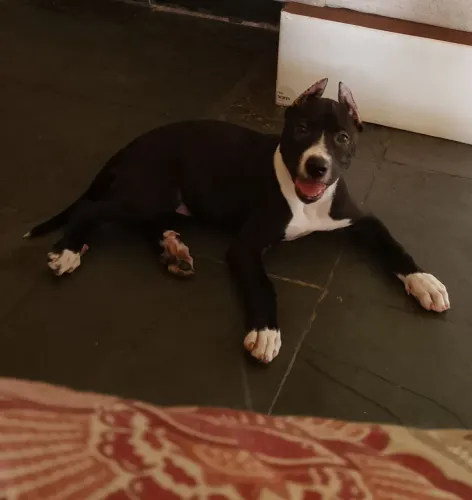 Estou doando uma Pitbull de 6 meses.