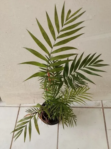 Mudas de Palmeira Camedórea elegante