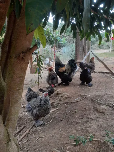 Casal Galinha Raça Brama