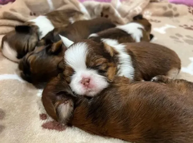 Filhotes de Shih Tzu | Filhotes que são pura alegria!