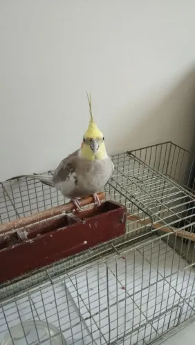 Gaiolas