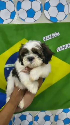 Filhote Shih-tzu macho a venda 1200!!