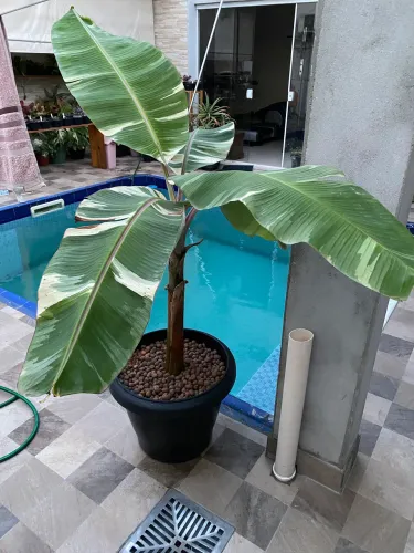Bananeira Variegata - Musa Ae Ae Variegata
