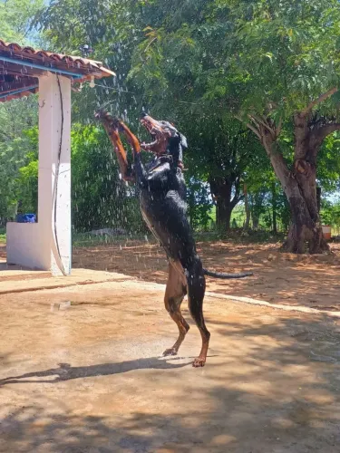 Filhotes de dobermann