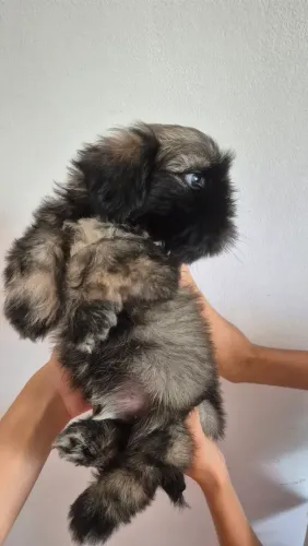 FILHOTES DE SHIH-TZU 