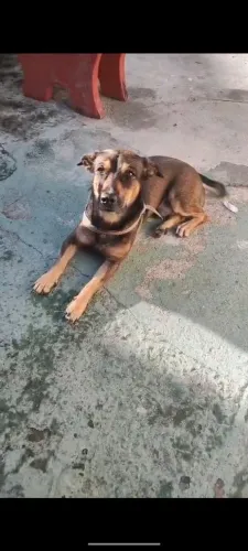 Doação de cachorro 