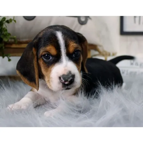 Beagle Tricolor legítimo: Elegância e Fofura em quatro patinhas.