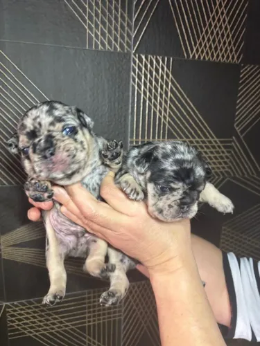 Vendo Bulldog Francês 
