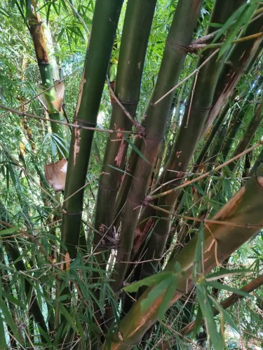 BAMBU