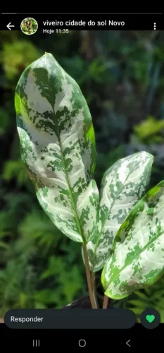 Plantas ornamentais, Aglaonemas, Plantas, viveiro de Plantas, Mudas