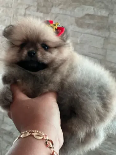 Lulu da Pomerânia fofo 