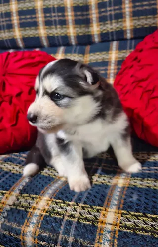 HUSKY SIBERIANO