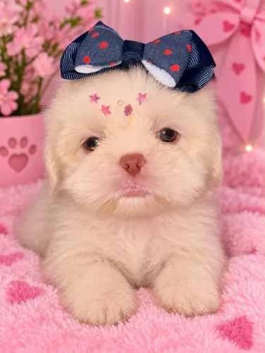 Shihtzu verdadeira princesa