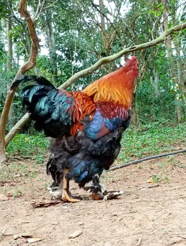 Galo Brahma perdiz