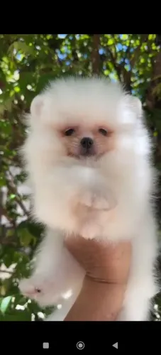 Lulu da pomerania