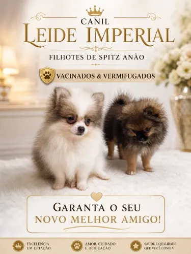 spitz alemão anão 