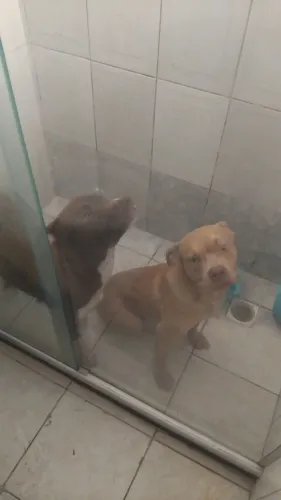 DOAÇÃO DE CACHORROS