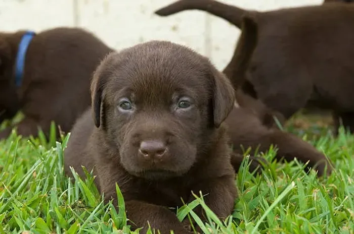 Labrador chocolate ? Últimos Filhotes Disponíveis - Garanta o Seu!