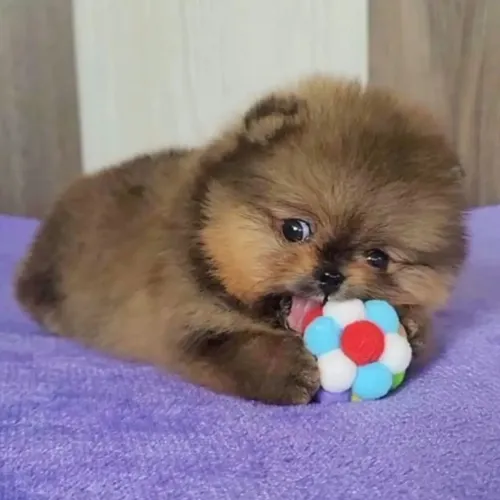 Spitz Alemão brincalhão