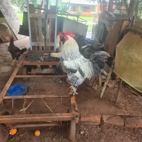 Frangos e Galos