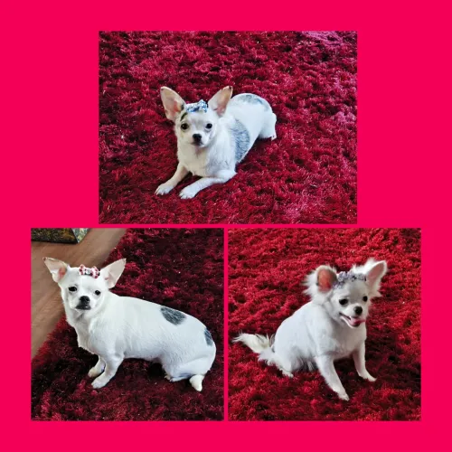 Chihuahua Fêmea MERLE Exótica.