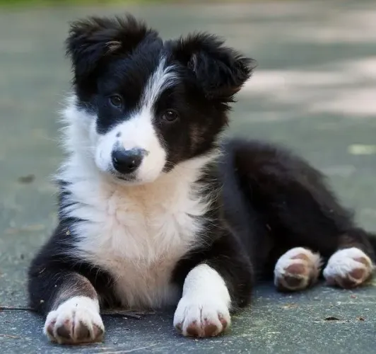 BORDER COLLIE filhote