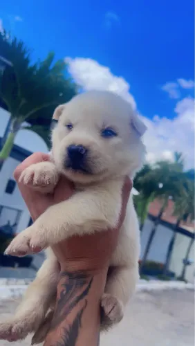 HUSKY SIBERIANO