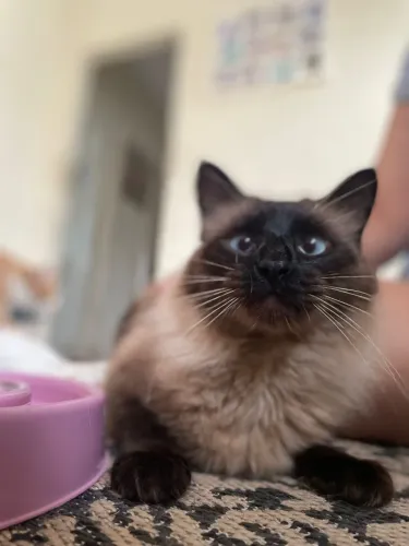 Gato Balinês para doação
