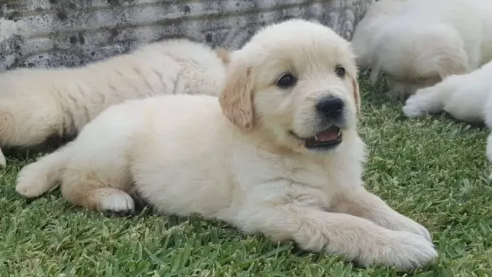 Golden Retriever Filhote O Amigo Que Vai Acompanhar Sua Jornada