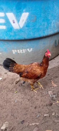 Vendo galinha caipira