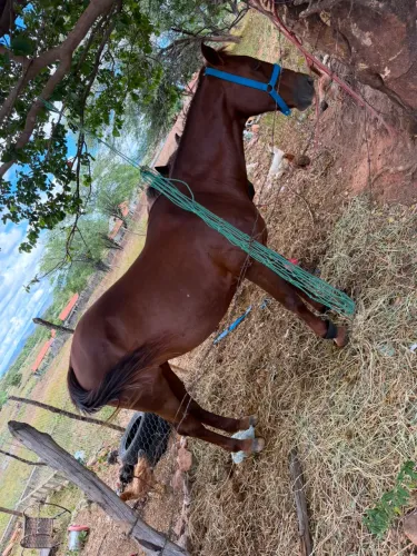 Égua a venda